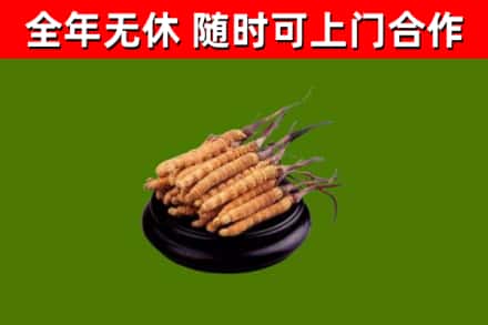 常州市烟酒回收冬虫夏草.jpg